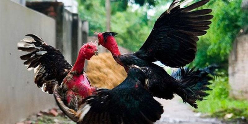 Chỉ bạn cách đặt cược đá gà đơn giản